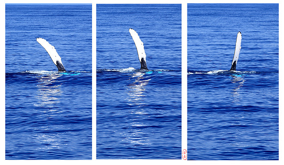 Hello from Mr.Humpback Whale