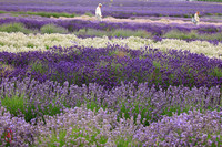 Lavender Field