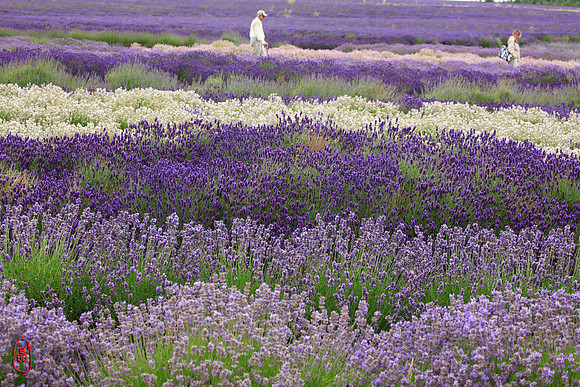 Lavender Field